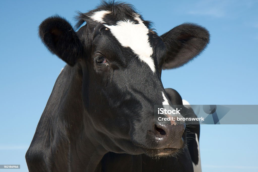 Smart looking cow Smart looking Frisian cow. Cow Stock Photo