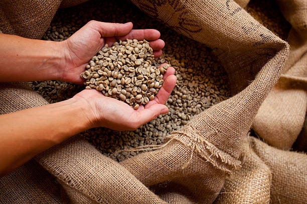 female hands presenting fresh coffee beans out of jute sack