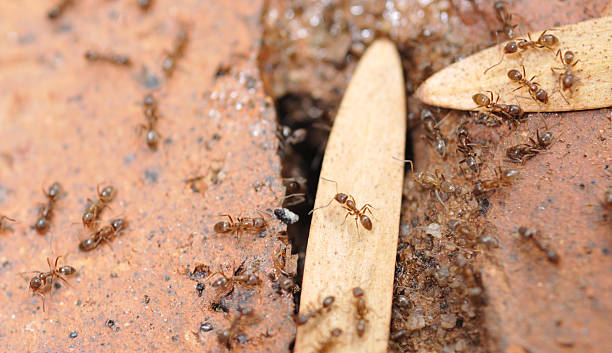 아르헨티나 Ants 스톡 사진