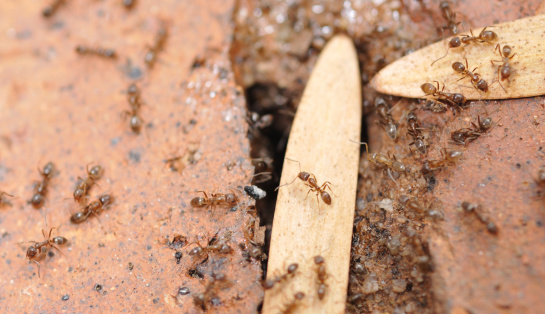 Argentine Ant Nest in a brick wall.See My Macro Photos