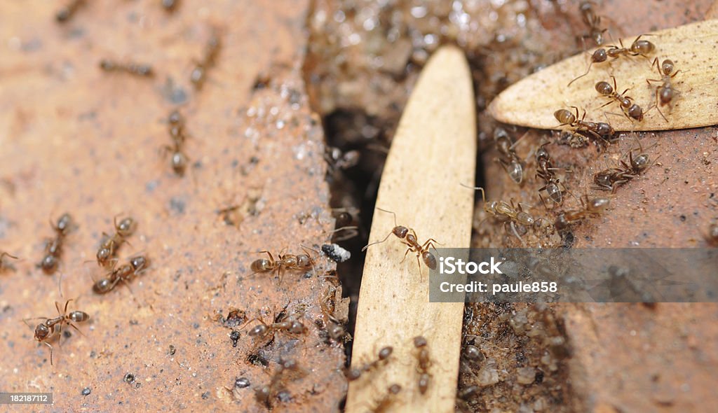 Formigas Argentina - Foto de stock de Formiga urbana royalty-free