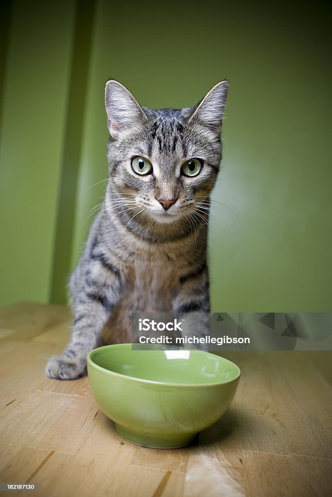 Gris gato atigrado - Foto de stock de Comer libre de derechos