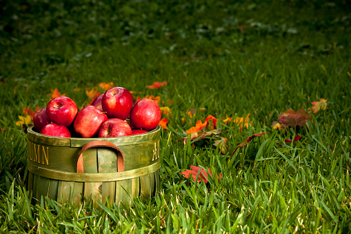 Three apples in the colors red, yellow, green, next to each other on red, yellow or green leaves, horizontal, white background