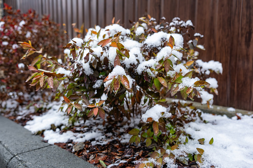 Pruning and shaping a boxwood (Buxus sempervirens) bush with protective gloves and pruning shears