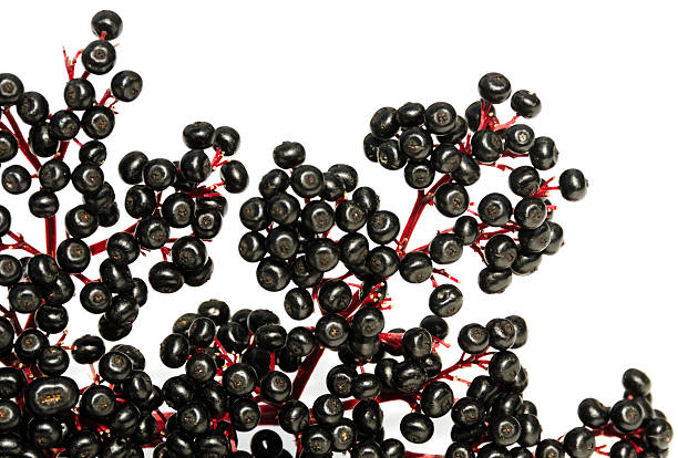 elderberries - elderberry fotografías e imágenes de stock