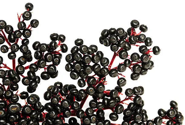 Elderberries isolated on a wite background