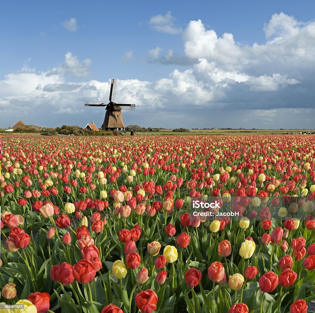 Dutch Spring Scene Colorful tulip field in a typical Dutch settingAll tulip images: Agricultural Field Stock Photo