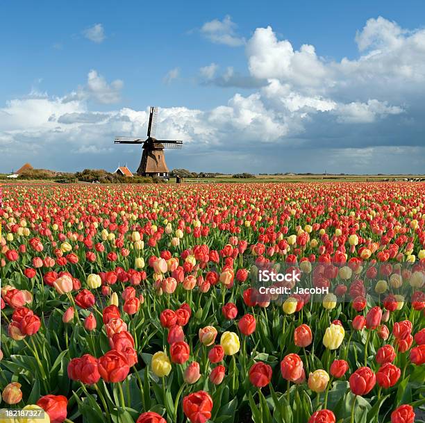 Dutch Spring Scene Stock Photo - Download Image Now - Agricultural Field, Agriculture, Cloud - Sky