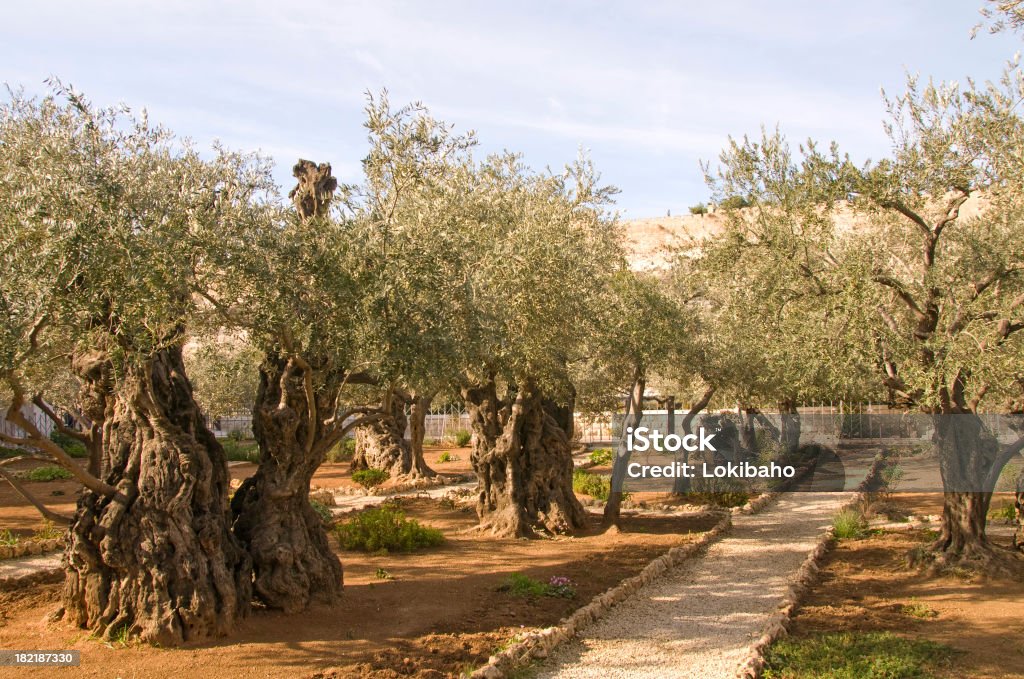Gethsemane Garden of Gethsemane Garden Of Gethsemane Stock Photo