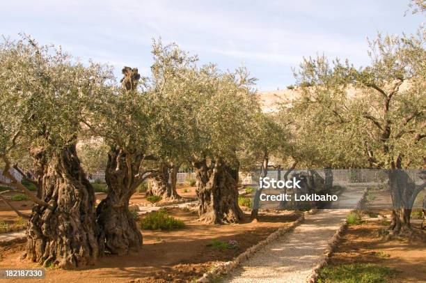 Gethsemane Stock Photo - Download Image Now - Garden Of Gethsemane, Olive Tree, Jerusalem