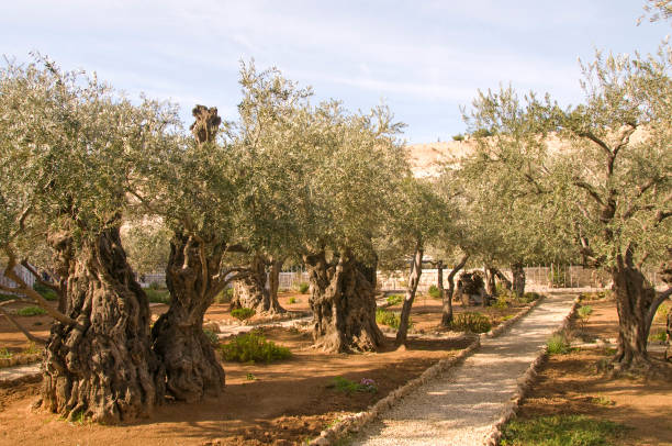 getsemani - jerusalem israel tree ancient zdjęcia i obrazy z banku zdjęć