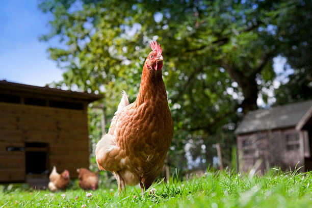 Free range chickens in beautiful country setting.