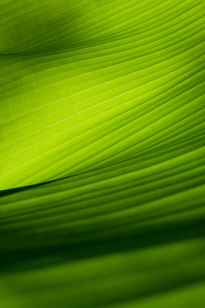 nahaufnahme auf einer grünen bananenblatt - makrofotografie stock-fotos und bilder