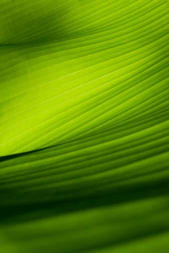 Vista de cerca de un verde hoja de banana photo