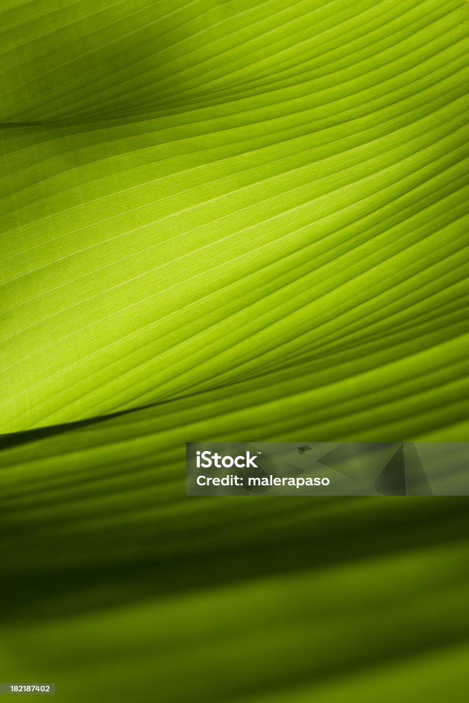 Gros plan sur une verte Feuille de bananier - Photo de Feuille libre de droits