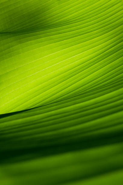 クローズアップの眺め、グリーンバナナの葉 - tree leaf green chlorophyll ストックフォトと画像