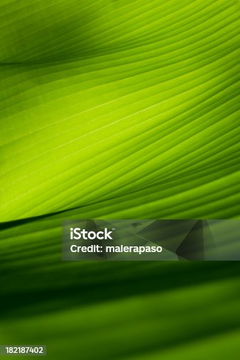 istock Closeup view of a green banana leaf 182187402