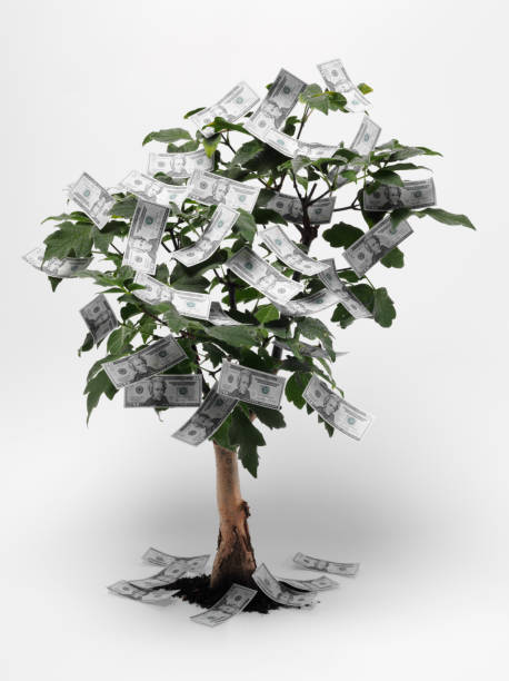 istock American Dollars on a Bonsai Tree 182187459