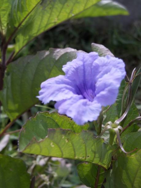 istock purple golden flower 1821876299