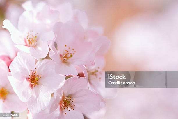 Photo libre de droit de Cerisiers En Fleurs banque d'images et plus d'images libres de droit de Beauté de la nature - Beauté de la nature, Blanc, Capitule