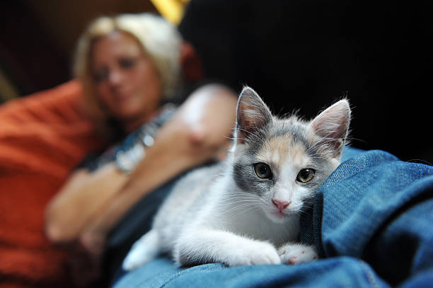 woman sleeping on couch with cat stock photo