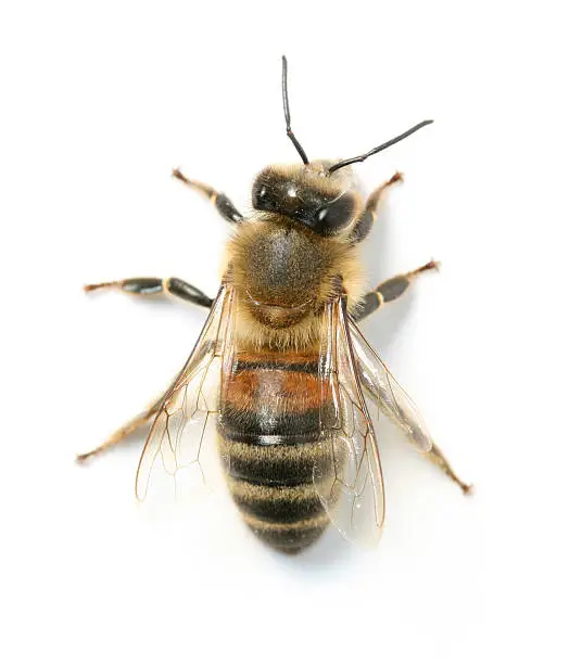 Bee: