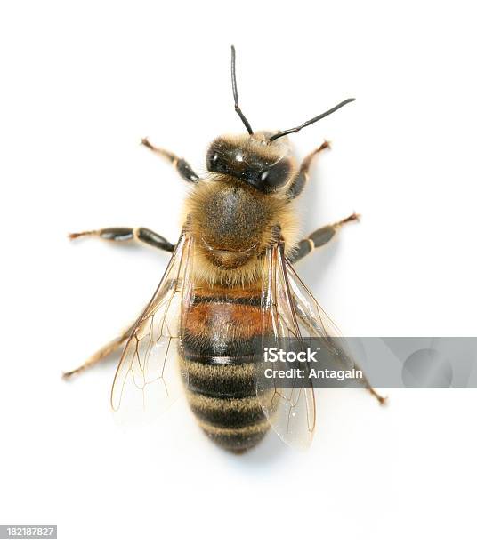 ผึ้ง ภาพสต็อก - ดาวน์โหลดรูปภาพตอนนี้ - ผึ้ง - แตน, พื้นหลังสีขาว, ตัดออก - องค์ ประกอบ