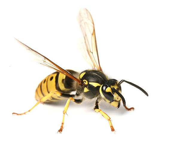 wasp - avrupa eşek arısı stok fotoğraflar ve resimler