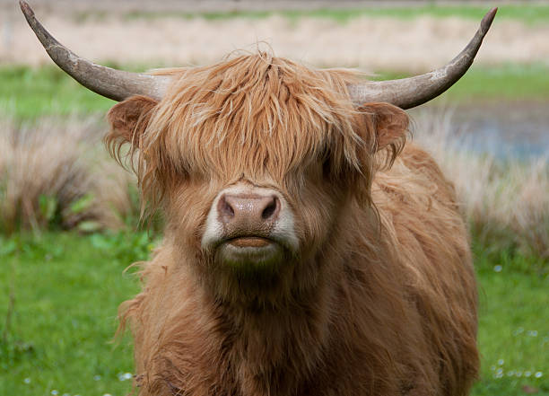 istock Scottish Highland Cow Close Up 182187844