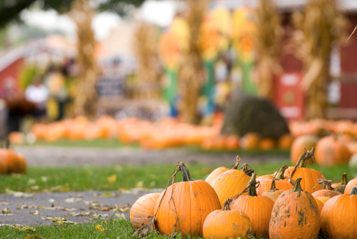 A depth of field image of a pumpkin farm during an autumn festival.