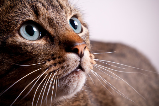 A closeup image of a wide-eyed tabby