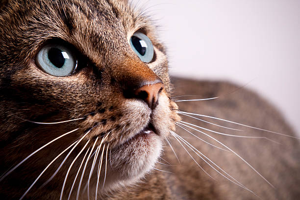 Tabby Cat Closeup A closeup image of a wide-eyed tabby animal whisker stock pictures, royalty-free photos & images