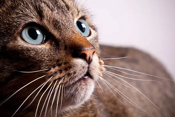 Photo of Tabby Cat Closeup