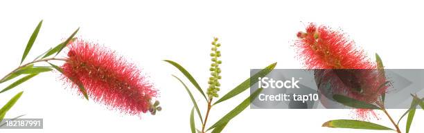 Australische Wild Blumen Stockfoto und mehr Bilder von Australien - Australien, Australische Kultur, Bildhintergrund