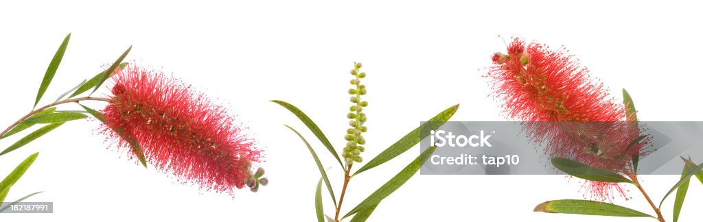 Flores silvestres de Australia - Foto de stock de Animal libre de derechos