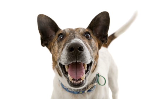 A happy dog smiling isolated on white. focus on nose.