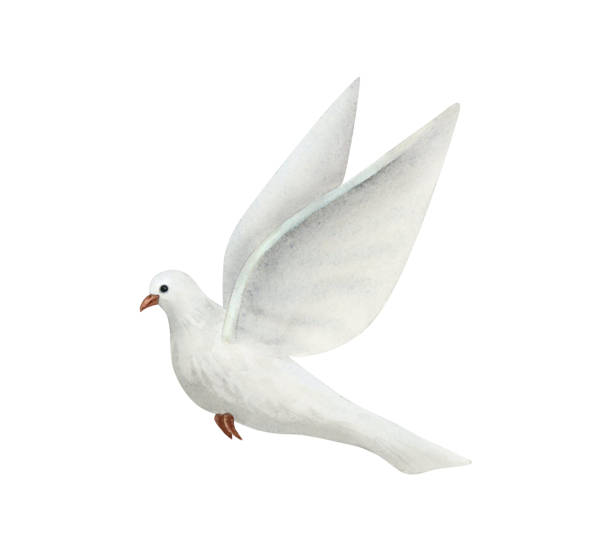 istock White flying dove of peace watercolor illustration isolated on white background. Hand drawn pigeon bird in realistic simple style 1821881950