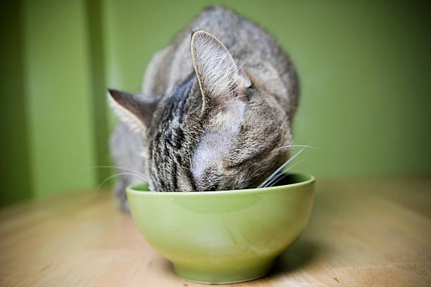 Small gray cat is eating out of a green bowl stock photo