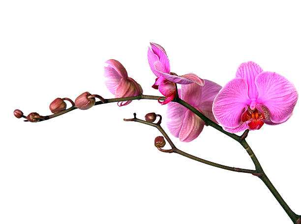 orquídea. - isolated flower beautiful nature imagens e fotografias de stock
