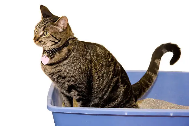 Black and brown tabby cat uses litterbox on white background