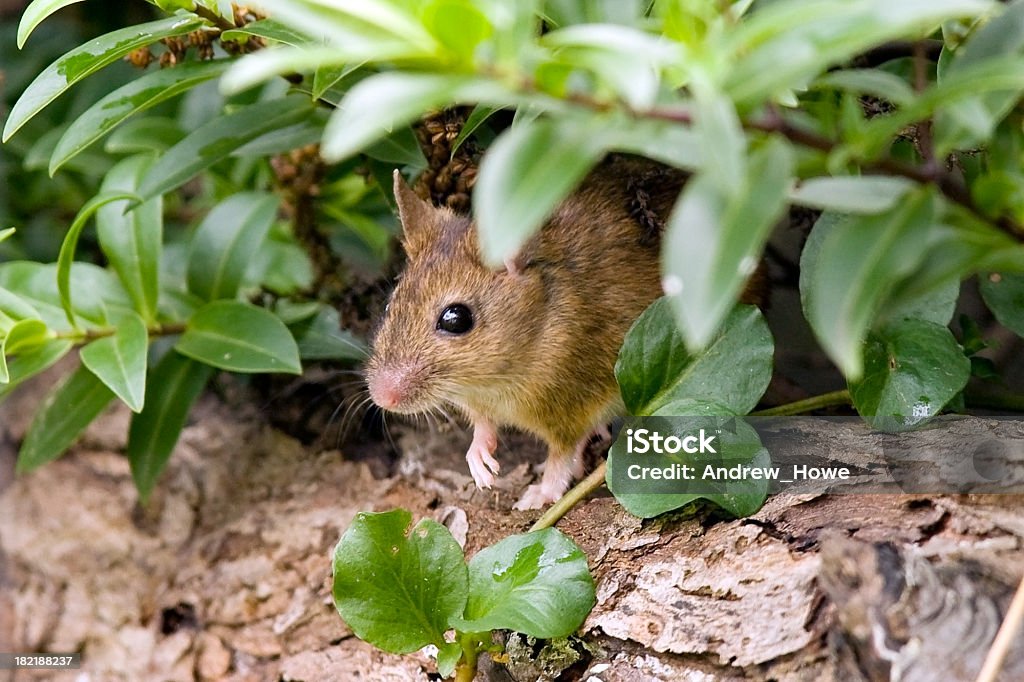モリアカネズミ（Apodemus sylvaticus ) - 小型のネズミのロイヤリティフリーストックフォト