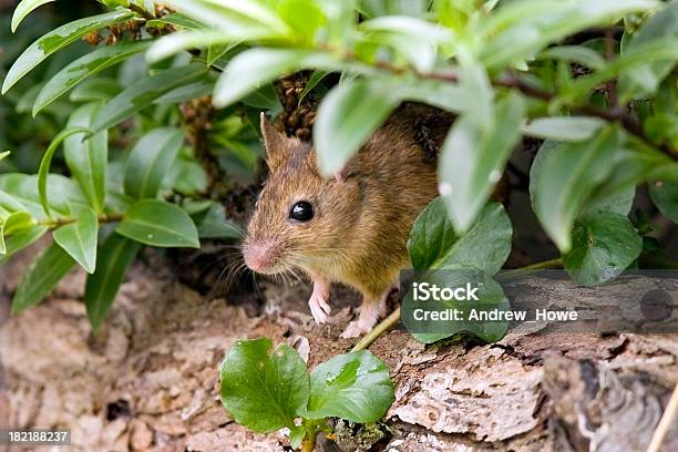 モリアカネズミapodemus Sylvaticus - 小型のネズミのストックフォトや画像を多数ご用意 - 小型のネズミ, 動物, ノネズミ