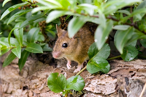 Wood Mouse 