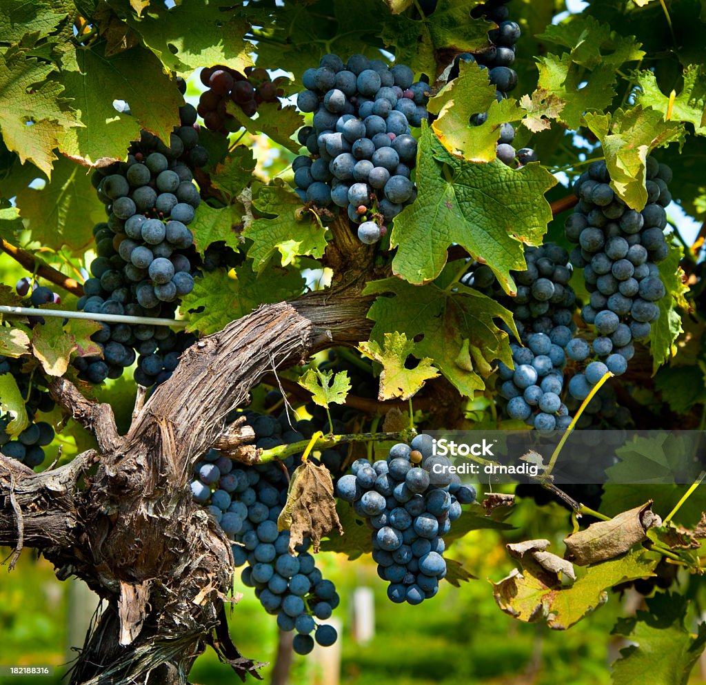 Vinho de uvas de colheita BountifulCity in Utah USA - Royalty-free Agricultura Foto de stock