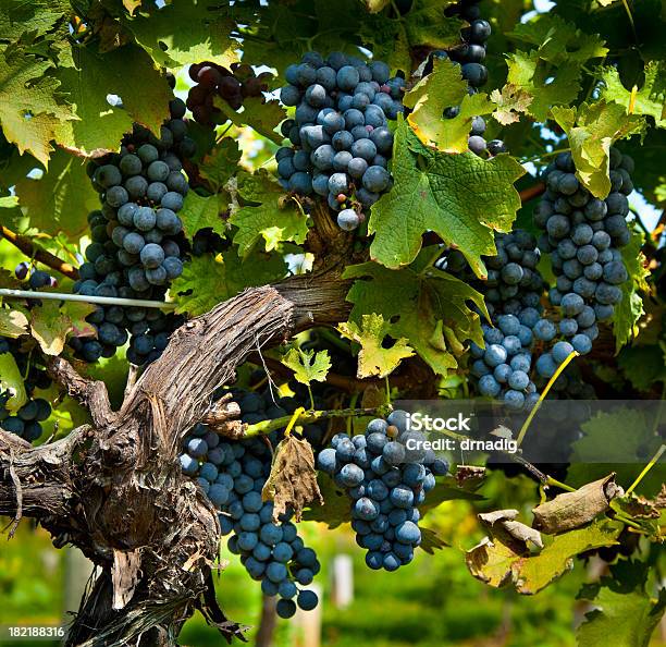 Vinho De Uvas De Colheita Bountifulcity In Utah Usa - Fotografias de stock e mais imagens de Agricultura