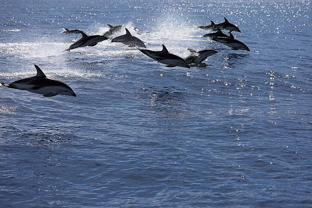 Pod of jumping dolphins stock photo