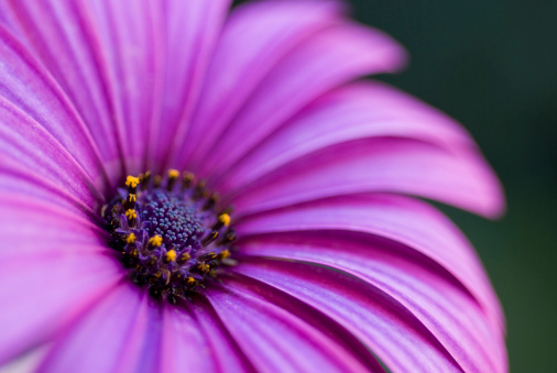 Close-up shot of a beautiful flower