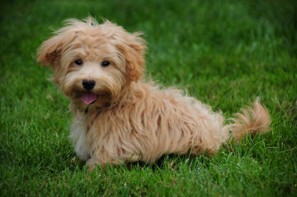 istock Designer Dog- Maltipoo 182188522