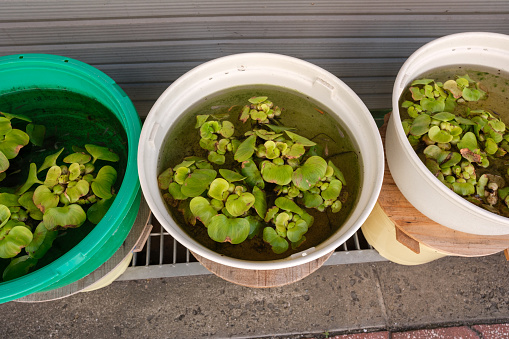 Japanese rice fish, Oryzias latipes, also known as Medaka, in small plastic tubs with plants by the side of a building.