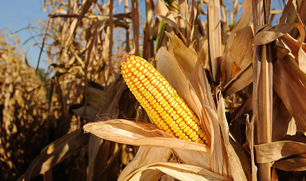 istock Sweetcorn growing in a cornfield under a blue sky 182188619